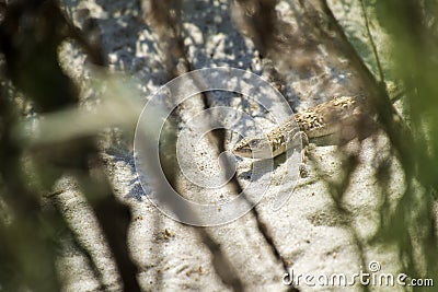 Steppe-runner lizard. Image of habitat. Eremias arguta Stock Photo