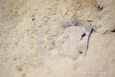 Steppe runner lizard Stock Photo