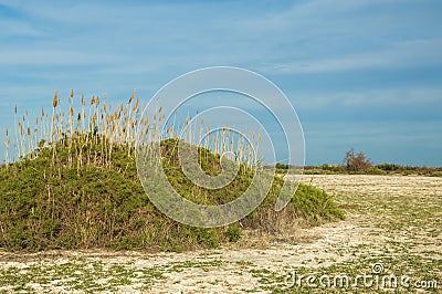 Steppe. Saline bush vegetation. Treeless, poor moisture and gene Stock Photo