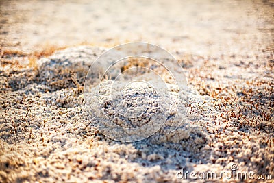 Steppe saline soils of Kazakhstan Stock Photo