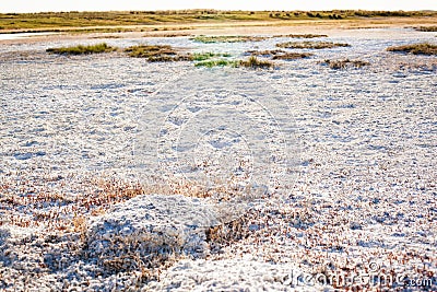 Steppe saline soils of Kazakhstan Stock Photo