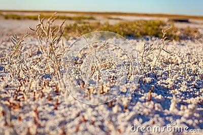 Steppe saline soils of Kazakhstan Stock Photo