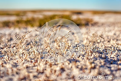 Steppe saline soils of Kazakhstan Stock Photo