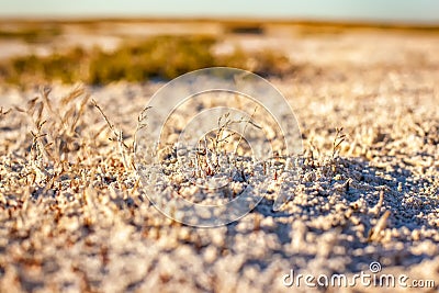 Steppe saline soils of Kazakhstan Stock Photo