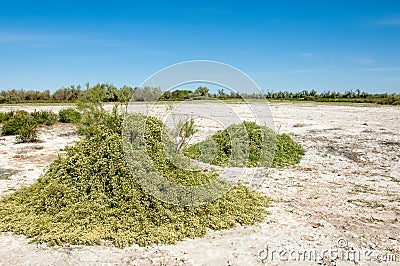 Steppe saline soils Stock Photo