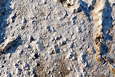 Steppe saline soils. Steppe prairie veldt veld. Stock Photo