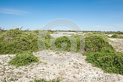 Steppe saline soils Stock Photo