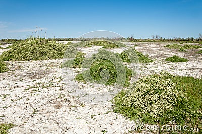 Steppe saline soils Stock Photo