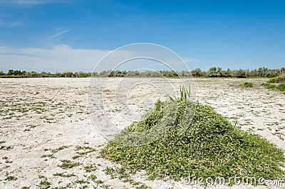 Steppe saline soils Stock Photo