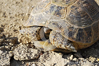 Steppe tortoise hiding in the shell Stock Photo