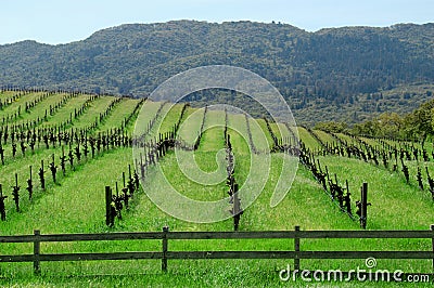 Stepped Vineyard Stock Photo