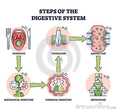 Steps of digestive system with gastric food processing outline diagram Vector Illustration