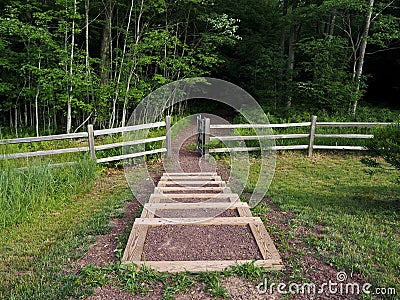 Steps Leading to Gate entrance to Dark and Mysterious Forest Stock Photo