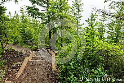 Steps on the Tiger Mountain Trail Near the Summit in Washington, USA Stock Photo