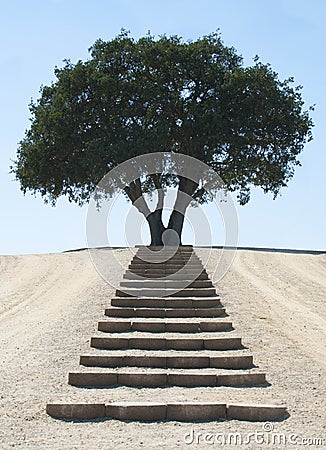 Steps to Serene Tree Stock Photo