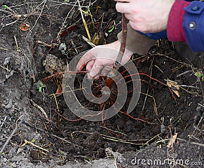 Steps of tree planting: a gardener is loosening tree roots, placing a tree in a planting hole Stock Photo