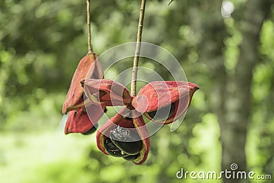 Sterculia monosperma, Chinese chestnut, Thai chestnut Stock Photo