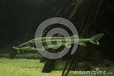 The Sterlet Acipenser ruthenus. Stock Photo