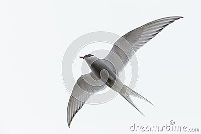 Sterna paradisaea, Arctic Tern Stock Photo