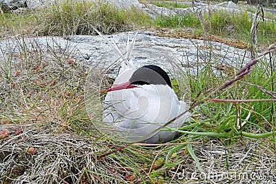 Sterna paradisaea, Arctic Tern Stock Photo