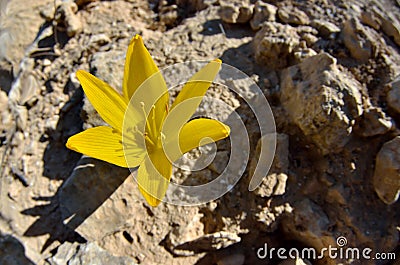 Sternbergia clusiana blossom, a bulbous flowering plant in the family Amaryllidaceae, subfamily Amaryllidoideae, Israel Stock Photo