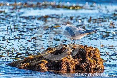 Sterne huppÃ©e - Thalasseus bergii perched on a rock in Rockingham Stock Photo