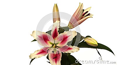Sterngucker-Lily Flower-Zeit-Versehen Sterngucker-Lily Flower-Zeit-Versehen