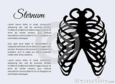 Sternum Bones Poster and Text Vector Illustration Vector Illustration
