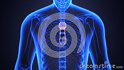 3D illustration of Sternum - Part of Human Skeleton. Stock Photo