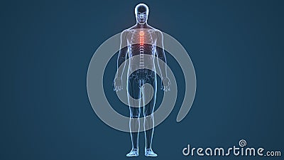 3D illustration of Sternum - Part of Human Skeleton. Stock Photo