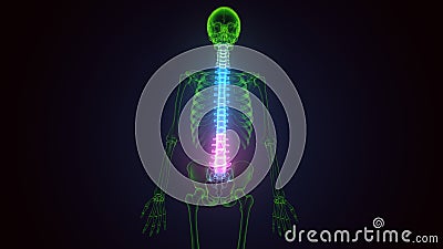 3d render of human skeleton sternum bone anatomy Stock Photo