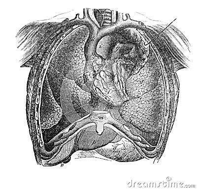 The sternum in front with lungs and heart in the old book The Human Body, by K. Bock, 1870, St. Petersburg Stock Photo