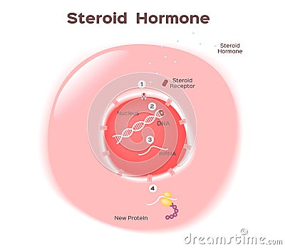 Steroid hormone in human Vector Illustration