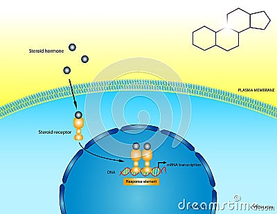 Steroid hormones Stock Photo