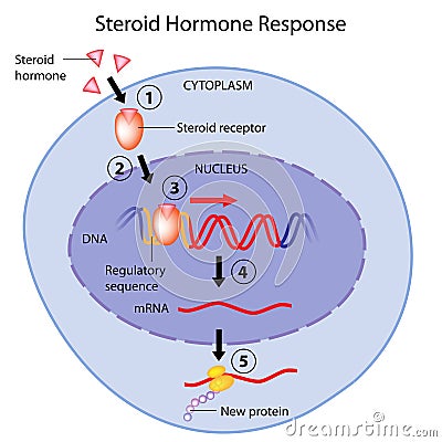 Mechanism of action of a steroid hormone on a target cell