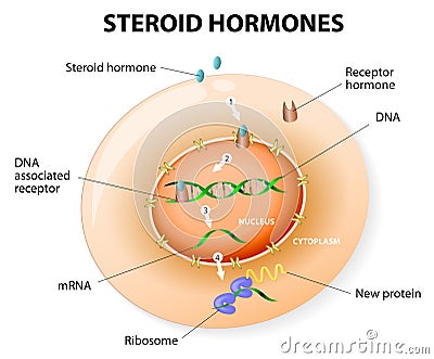Steroid hormones response. Vector Vector Illustration