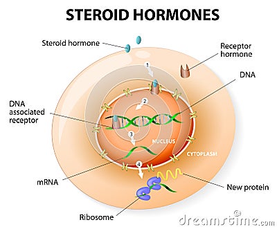 Steroid hormone receptor complex