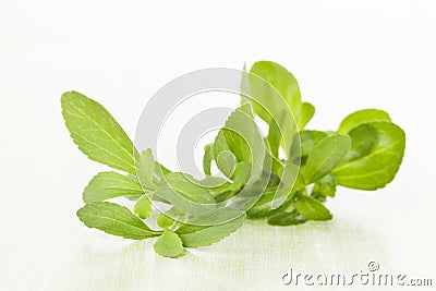 Steva sugar leaf. Stock Photo