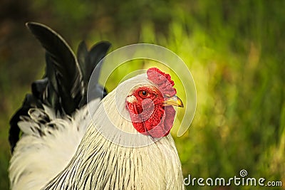 Steven the cockerel Stock Photo