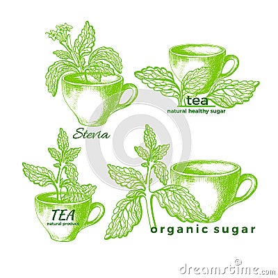 Stevia and cup set. Vector organic symbol Vector Illustration