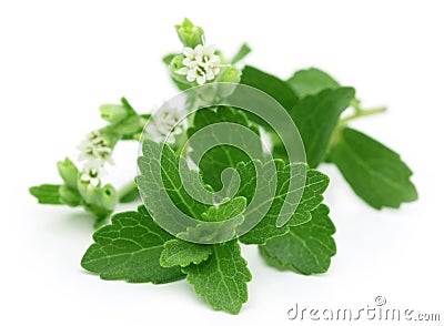 Stevia with flower Stock Photo