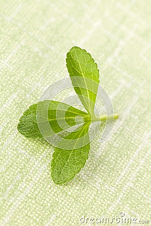 Stevia leaf. Stock Photo