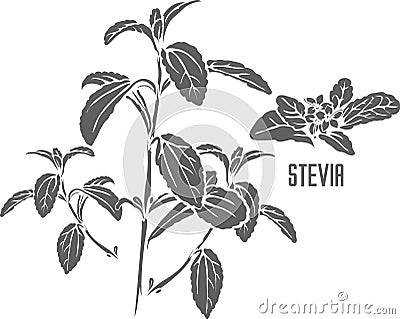 Stevia herba officinalis vector illustration Vector Illustration