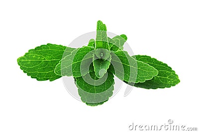 Stevia Leaves Stock Photo