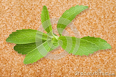 Stevia leaves Stock Photo