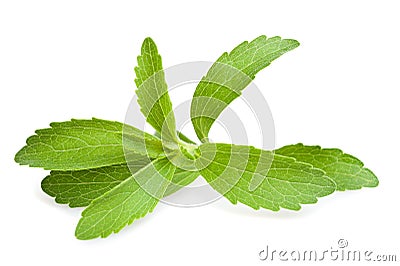 Stevia leaves Stock Photo