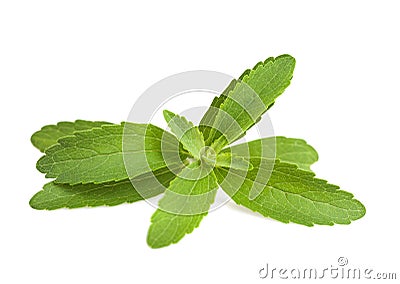 Stevia leaves Stock Photo