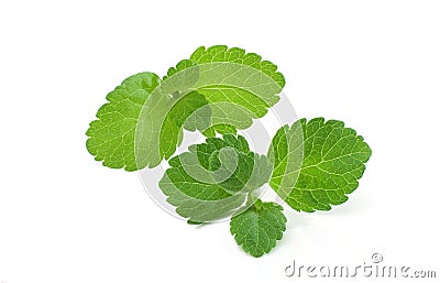 Stevia leaves isolated Stock Photo