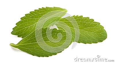 Stevia leaves Stock Photo