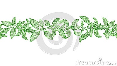 Stevia leaves seamless border. Vector green plant Vector Illustration